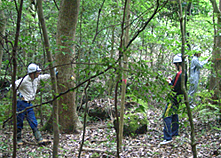 森林実習（樹木の胸高直径の測定）