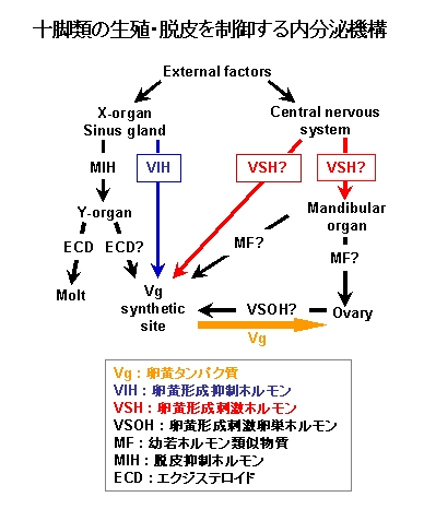 研究例