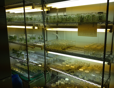 植物培養室