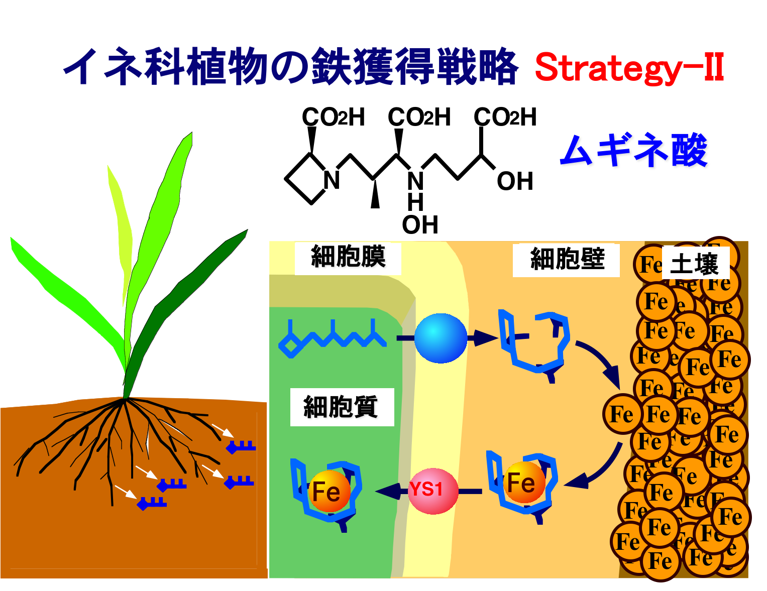 StrategyII