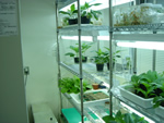 遺伝子組換え植物