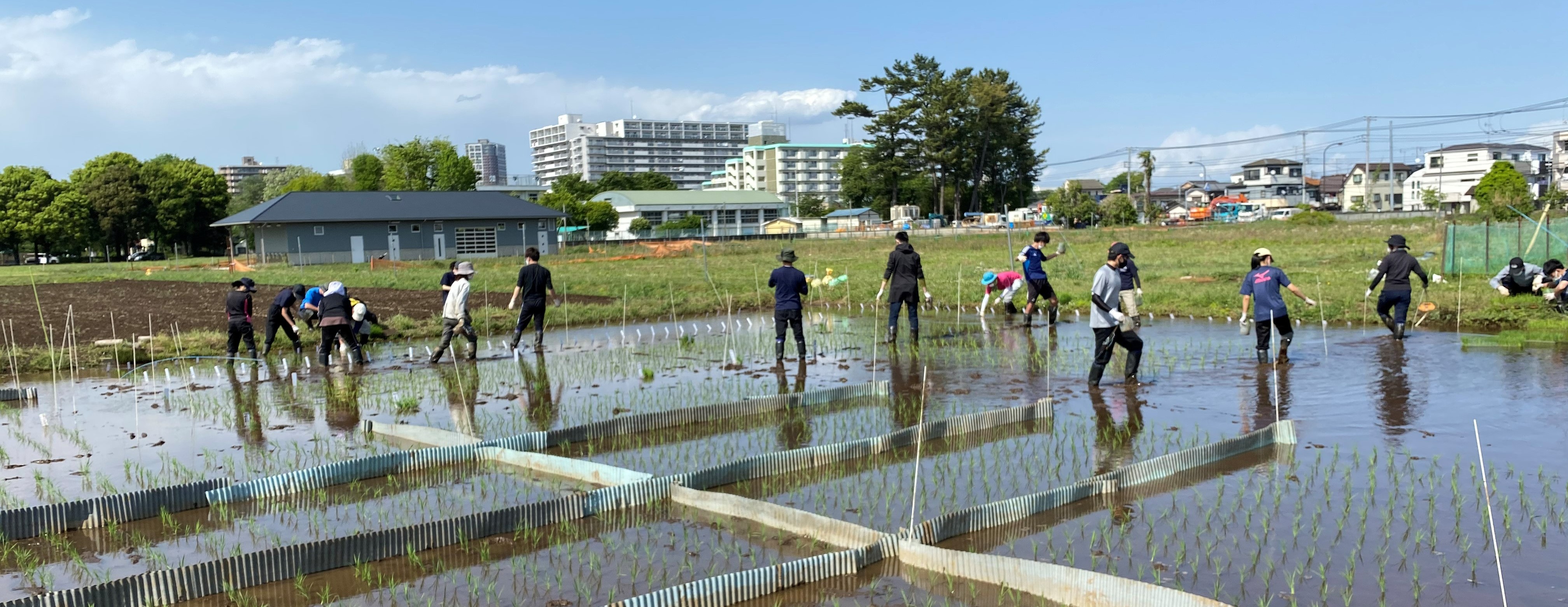 田植え