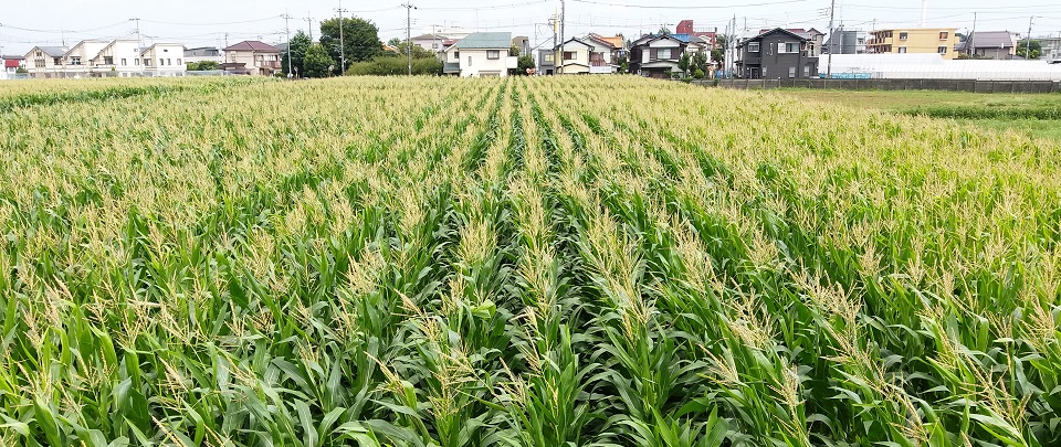 トウモロコシ栽培試験(絹糸抽出期)