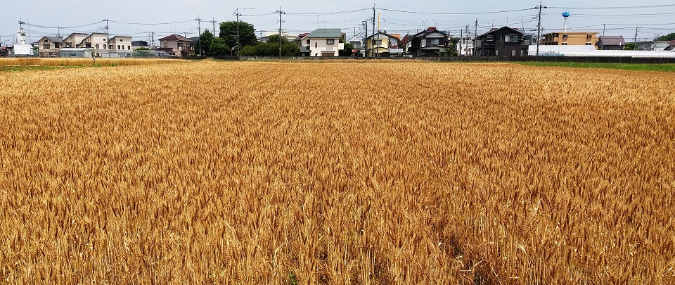 コムギ栽培試験（収穫期）