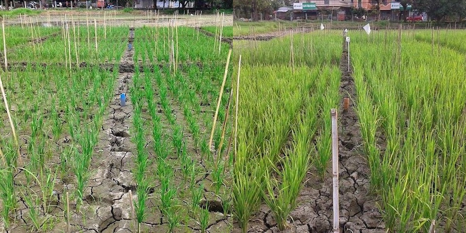 研究内容 - 国際植物資源科学研究室（加藤研）｜東京大学