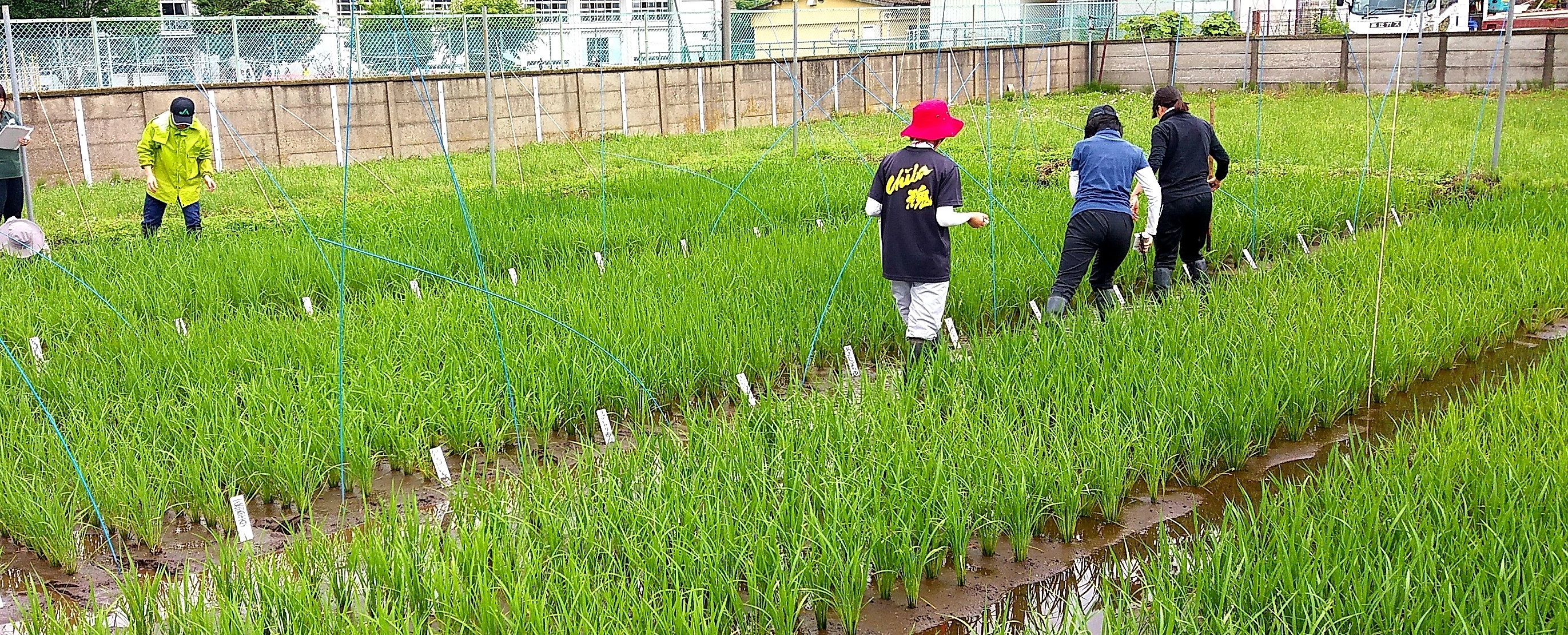 水田での試験研究（生育調査）