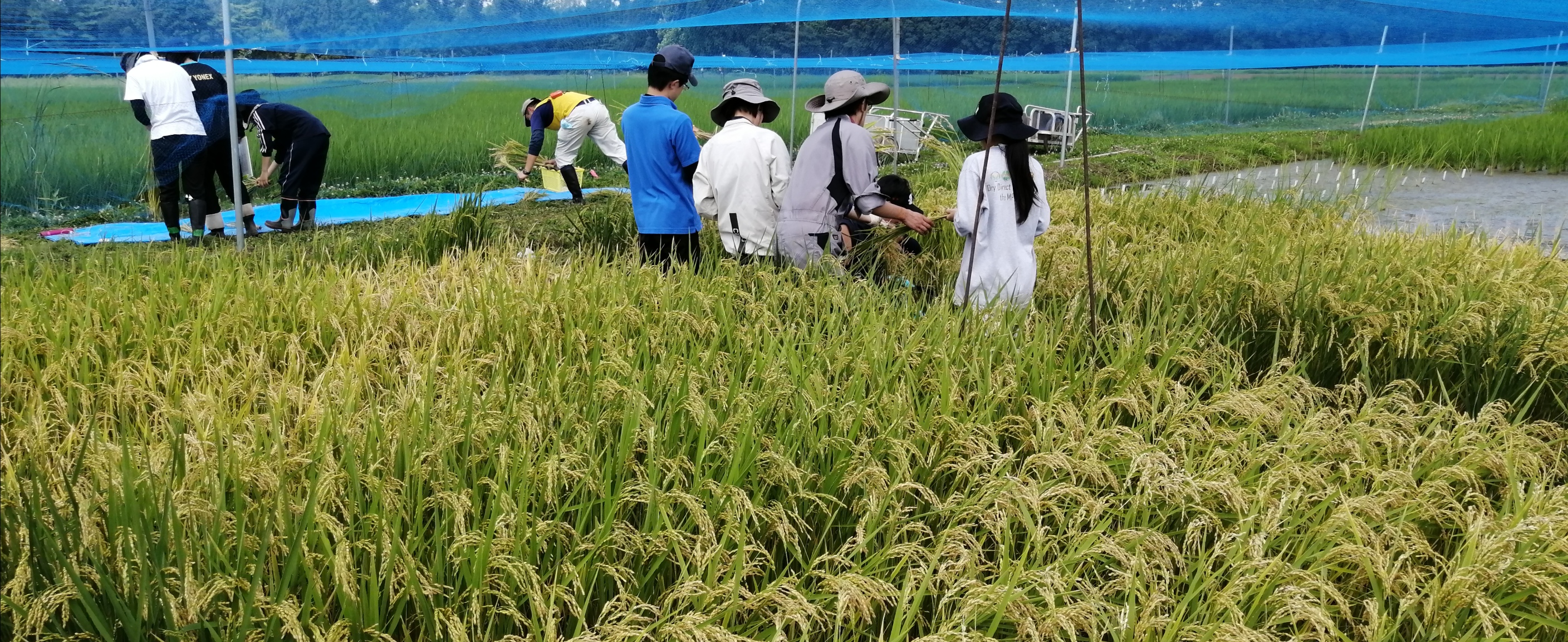 稲作試験（収量調査）
