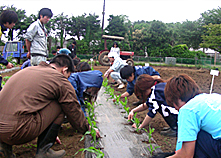 農場実習（トウモロコシ畑の除草作業）